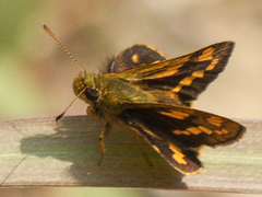 Potanthus pseudomaesa