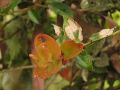 Cavendishia bracteata