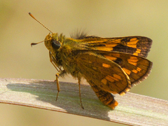 Potanthus pseudomaesa