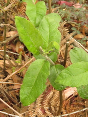 Ageratina asclepiadea