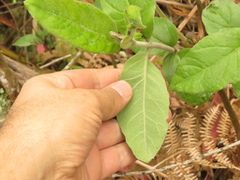 Ageratina asclepiadea