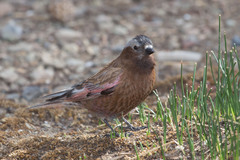 Leucosticte tephrocotis