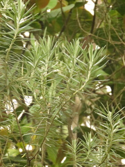 Linochilus rosmarinifolius