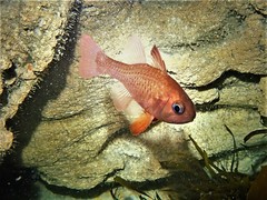 Vincentia punctata