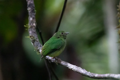 Lepidothrix coronata