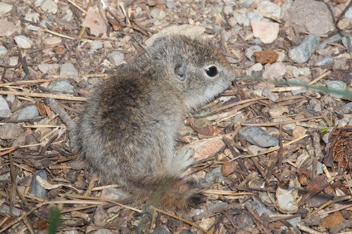 Belding's Ground Squirrel
