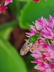 Agapostemon
