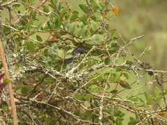 Diglossa caerulescens