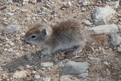 Urocitellus beldingi