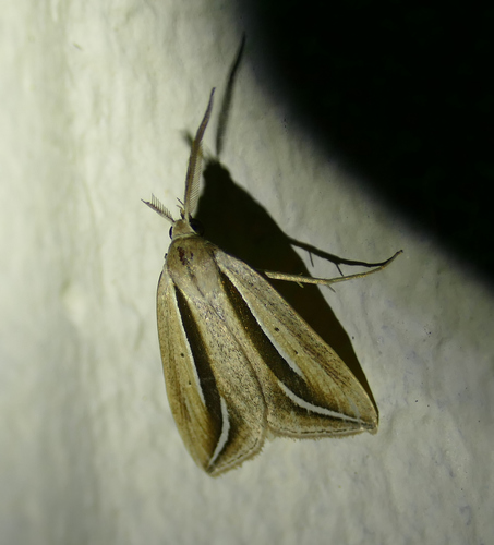 Doryodes latistriga photo 5