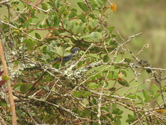 Diglossa caerulescens