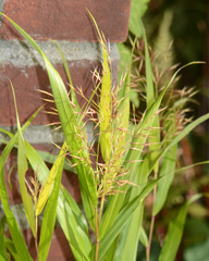 Hakonechloa macra