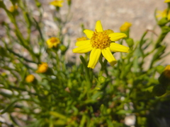Senecio spanomerus