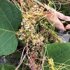 Cuscuta
