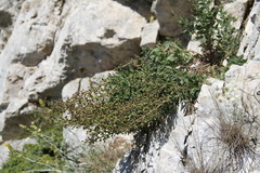 Scrophularia rupestris