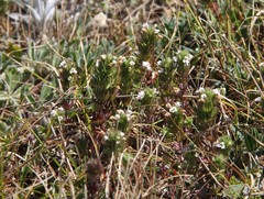 Euphrasia taurica