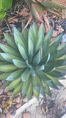 Agave
