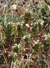 Euphrasia taurica