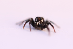 Metaphidippus manni