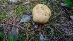 Rhizopogonaceae