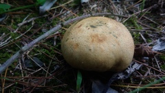 Rhizopogonaceae