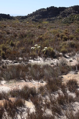 Lachnaea filamentosa