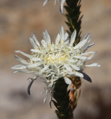 Lachnaea filamentosa