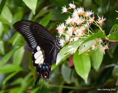 Papilio iswara