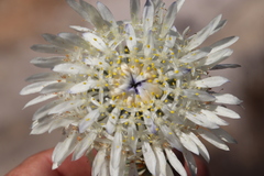 Lachnaea filamentosa