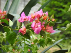 Bougainvillea spectabilis