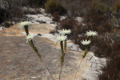 Lachnaea filamentosa