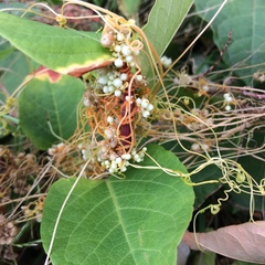 Cuscuta