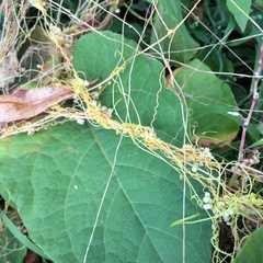 Cuscuta