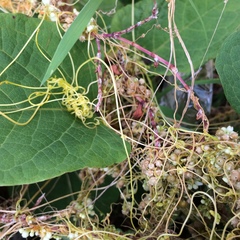 Cuscuta