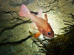Vincentia punctata