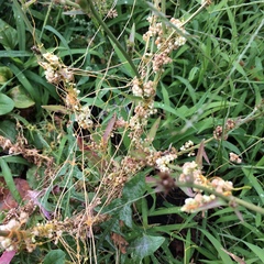 Cuscuta