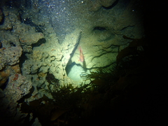Vincentia punctata