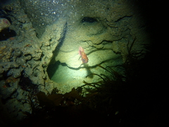 Vincentia punctata