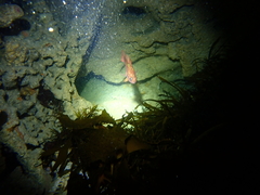 Vincentia punctata