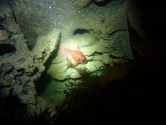 Vincentia punctata
