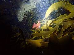 Vincentia punctata