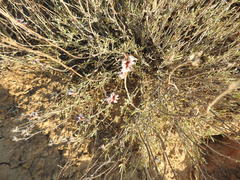 Limonium suffruticosum