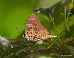Bindahara phocides