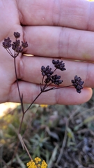 Bupleurum affine