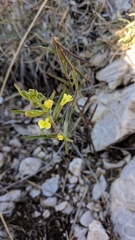 Odontites glutinosus