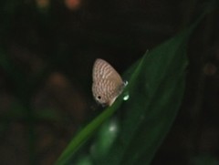 Nacaduba pactolus odon