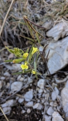 Odontites glutinosus