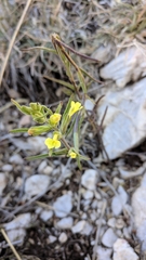 Odontites glutinosus