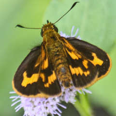 Potanthus rectifasciata