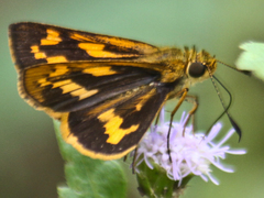 Potanthus rectifasciata